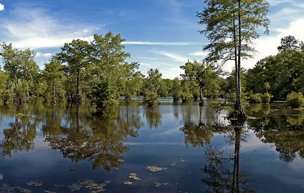 Naturally Wonderful Northeastern North Carolina State Parks